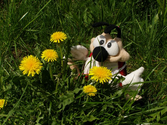 siesta u kytiček
